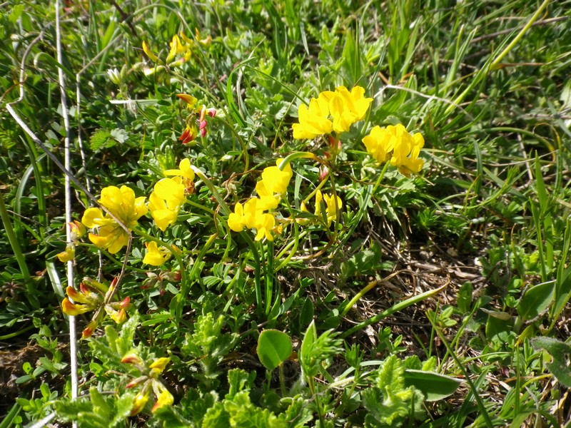 Gialli e tantissimi - cfr. Hippocrepis comosa